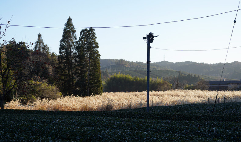 滋賀県 甲賀市 信楽町 朝宮周辺 で茶が栽培されており、朝宮茶（あさみやちゃ）といいます。 朝宮茶は、山間地の寒暖差の大きい場所で栽培されており、独自の香気と深い滋味があり、緑茶の最高峰とも言われています。