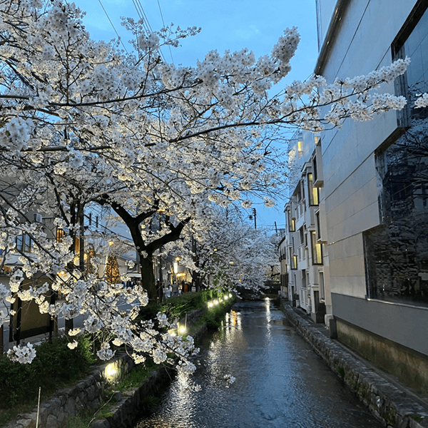 高瀬川の夜桜ライトアップ