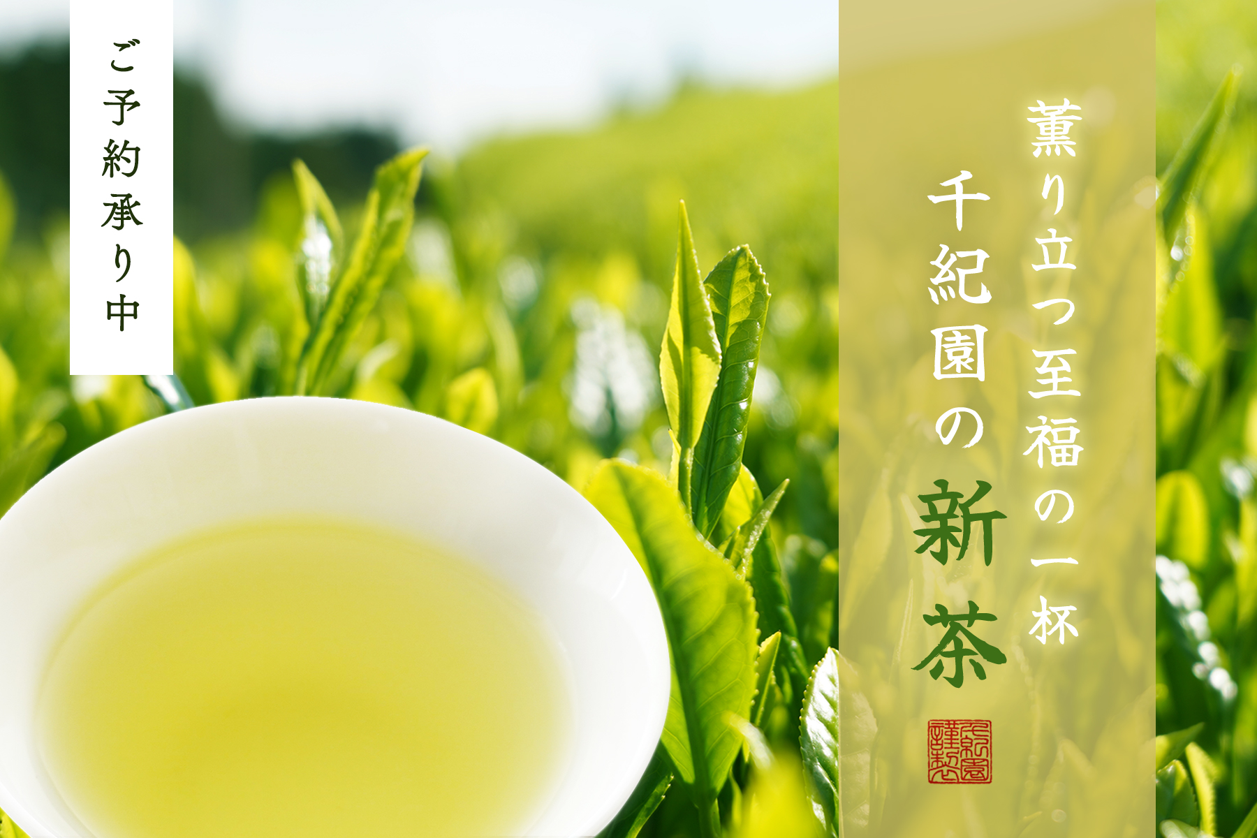 2025千紀園の新茶特集