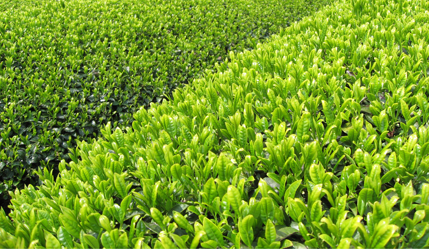 京都宇治の茶畑