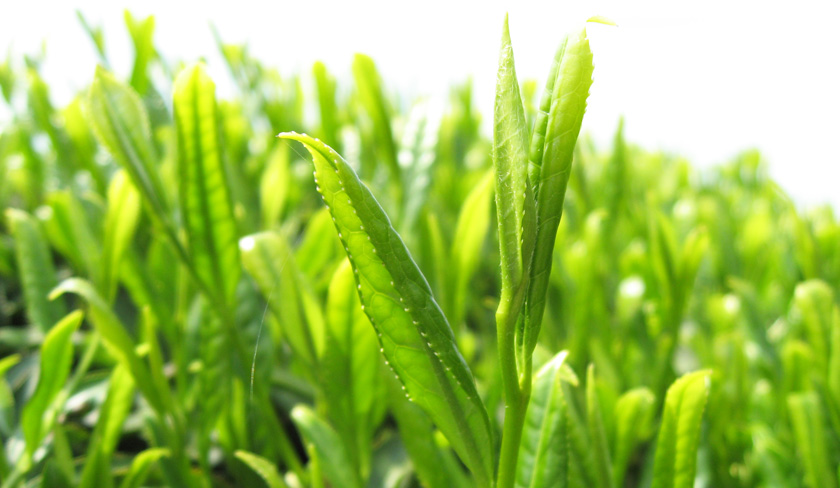 千紀園（せんきえん）の京都 宇治抹茶グリーンティー