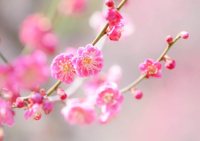 梅の茶道具